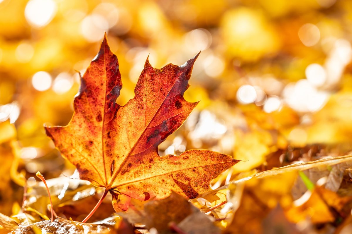 Autumn Collection Grabber